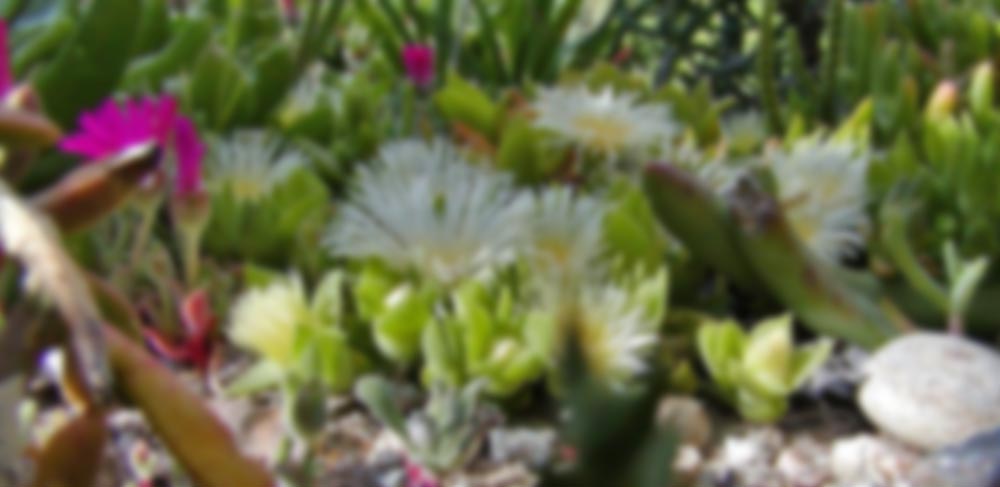 DCD® Sceletium Tortuosum