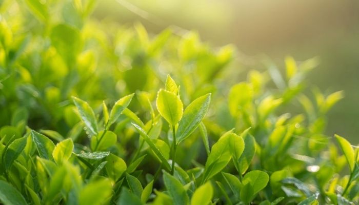 DCD® Green Tea