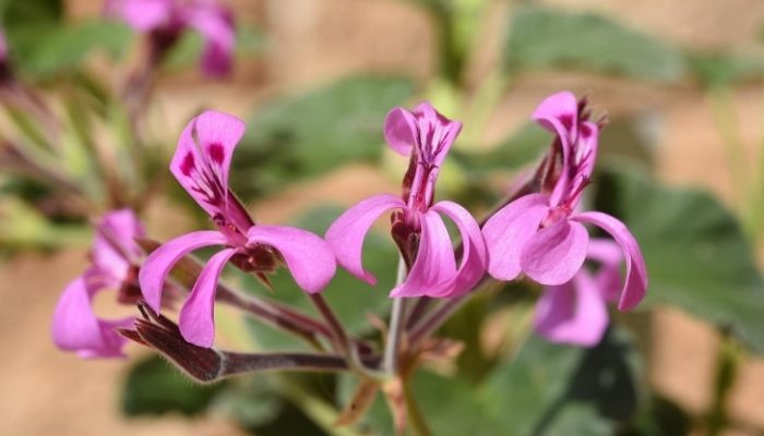 DCD® Pelargonium Sidoides