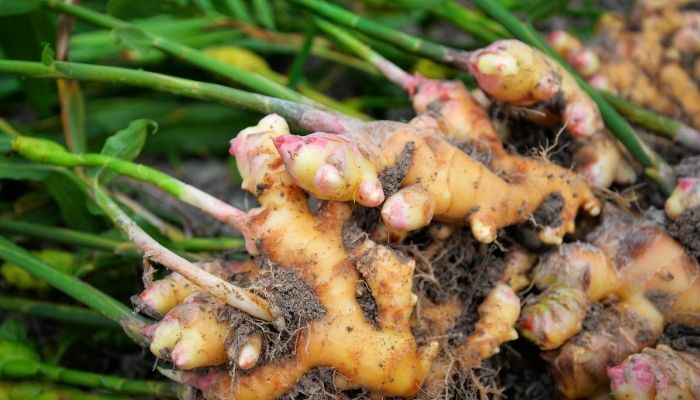 DCD® Ginger