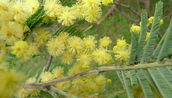 DCD® Black Wattle