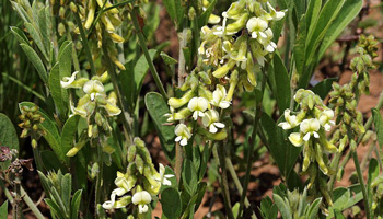 DCD® Eriosemia Kraussianum