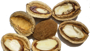 DCD® Irvingia Gabonensis